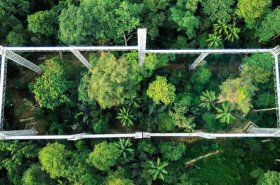 FRIM Forest Skywalk – Kepong Botanic Gardens