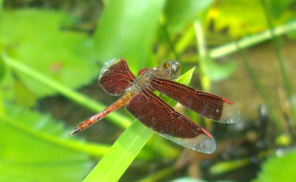 Kuala Lumpur Butterfly Park