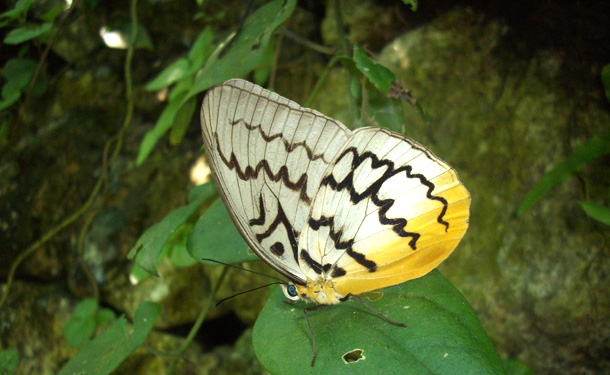 Kuala Lumpur Butterfly Park
