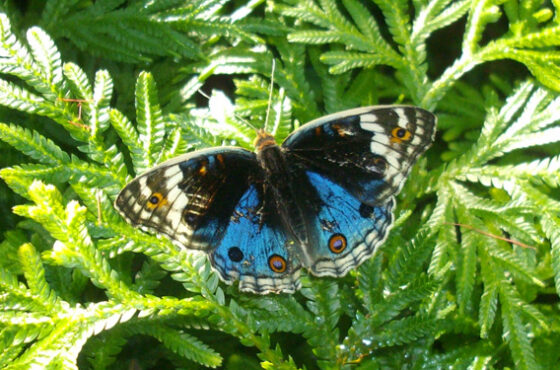 Kuala Lumpur Butterfly Park