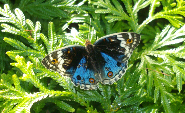 Kuala Lumpur Butterfly Park