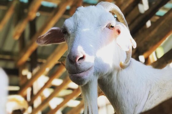 Janda Baik Goat Farm