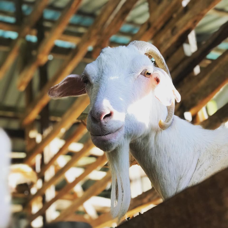 Janda Baik Goat Farm