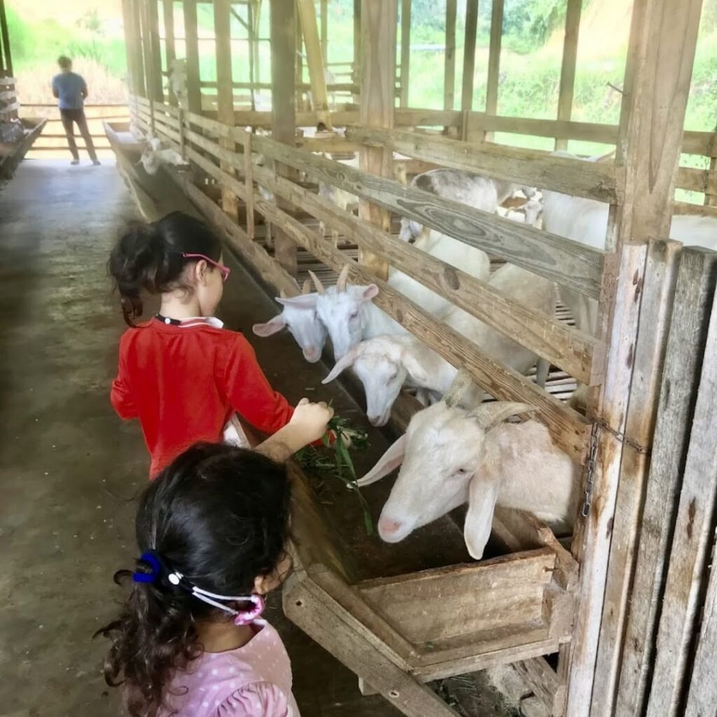 Janda Baik Goat Farm