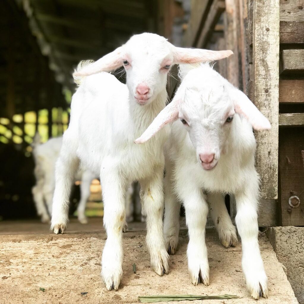 Janda Baik Goat Farm