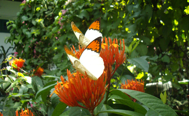 Kuala Lumpur Butterfly Park