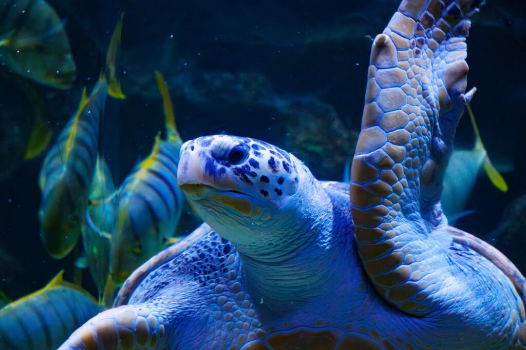 Aquaria KLCC