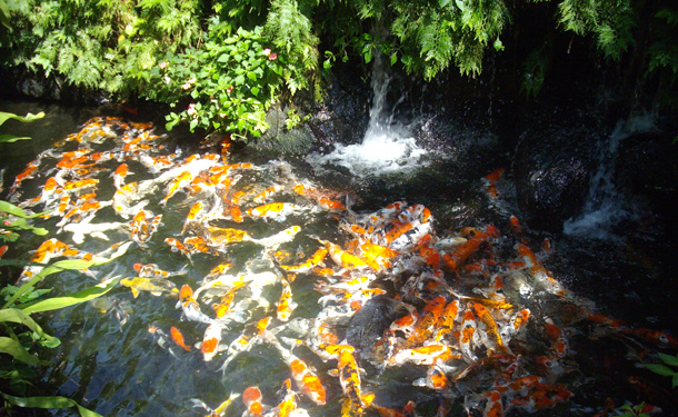 Kuala Lumpur Butterfly Park
