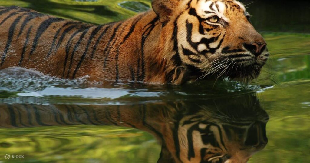 Zoo Negara