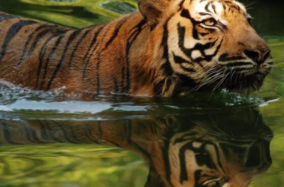Zoo Negara
